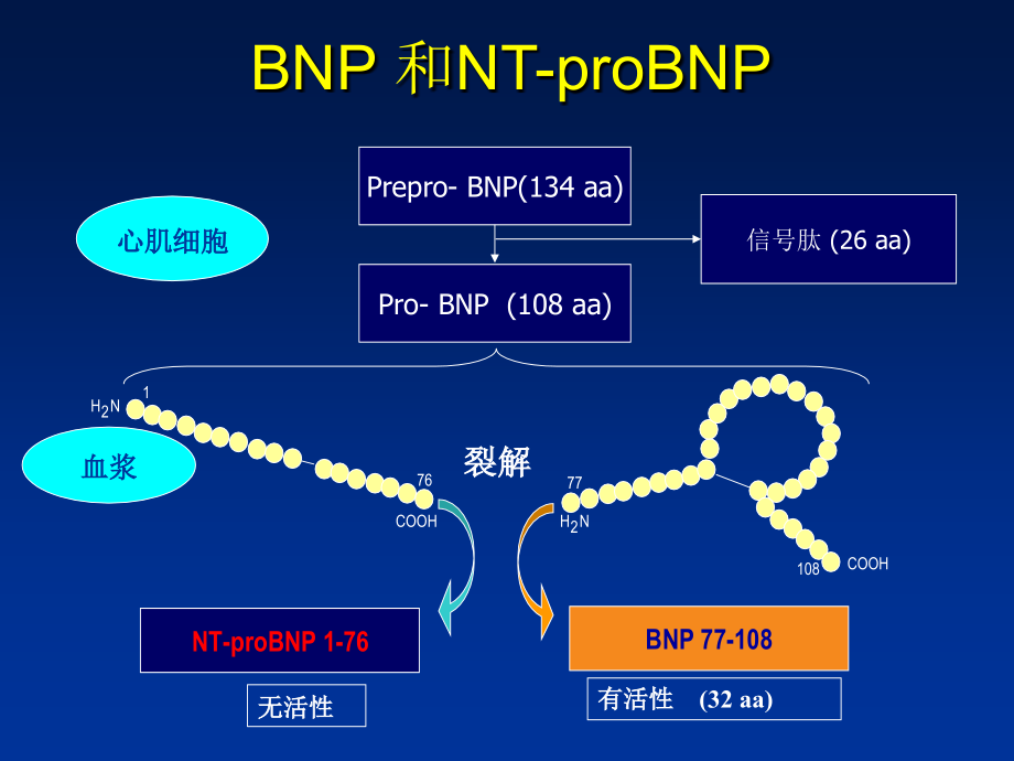 BNP检查意义PPT.ppt_第2页