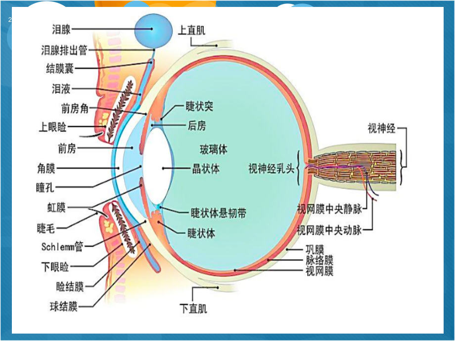 视网膜中央动脉栓塞-.ppt_第2页