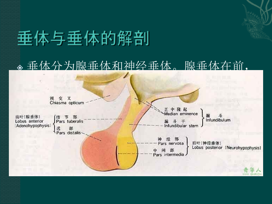 垂体瘤1-.ppt_第2页
