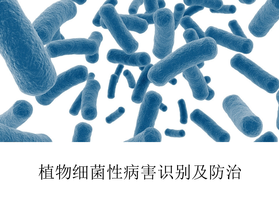 植物细菌性病害及基本防治办法-.pptx_第1页