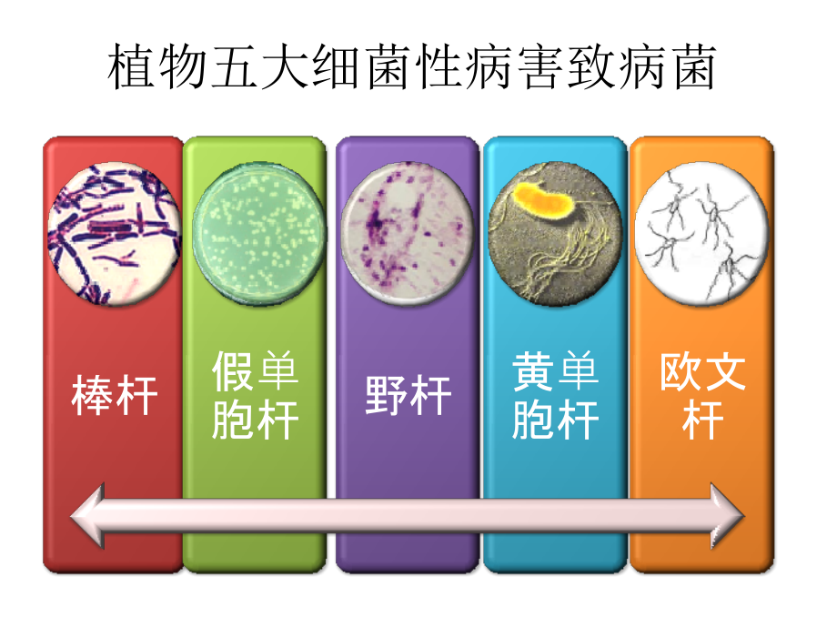 植物细菌性病害及基本防治办法-.pptx_第2页