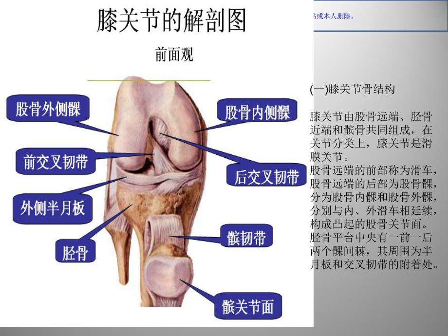 膝关节解剖及关节镜手术课件.ppt_第2页