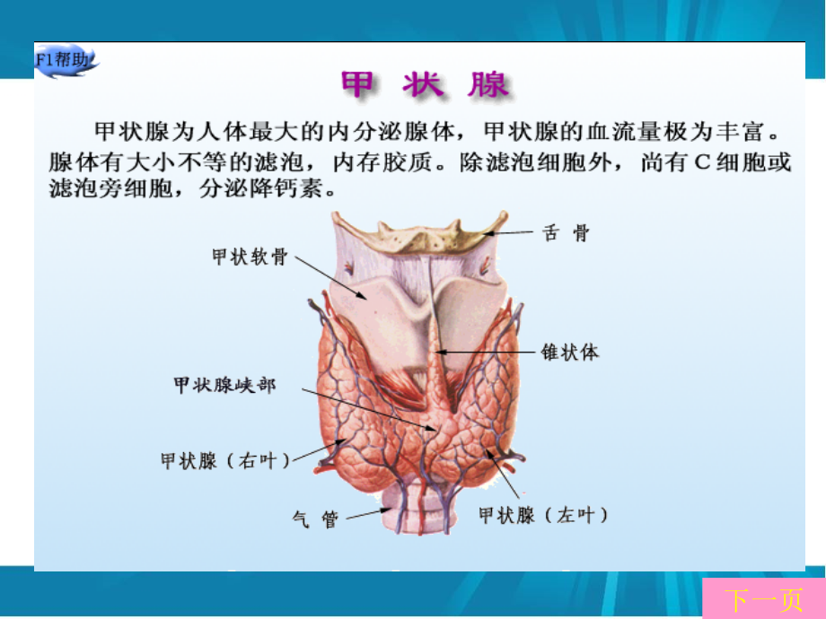 医学课件甲状腺功能亢进症患者的医疗护理.ppt_第2页