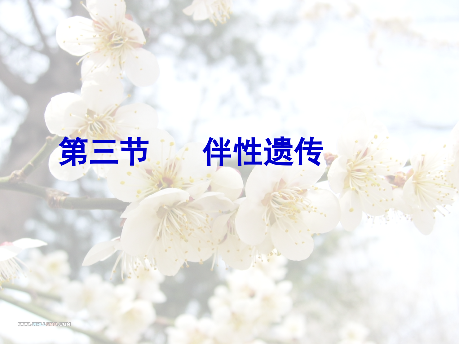 生物第三章《伴性遗传》课件(苏教版必修2).ppt_第2页