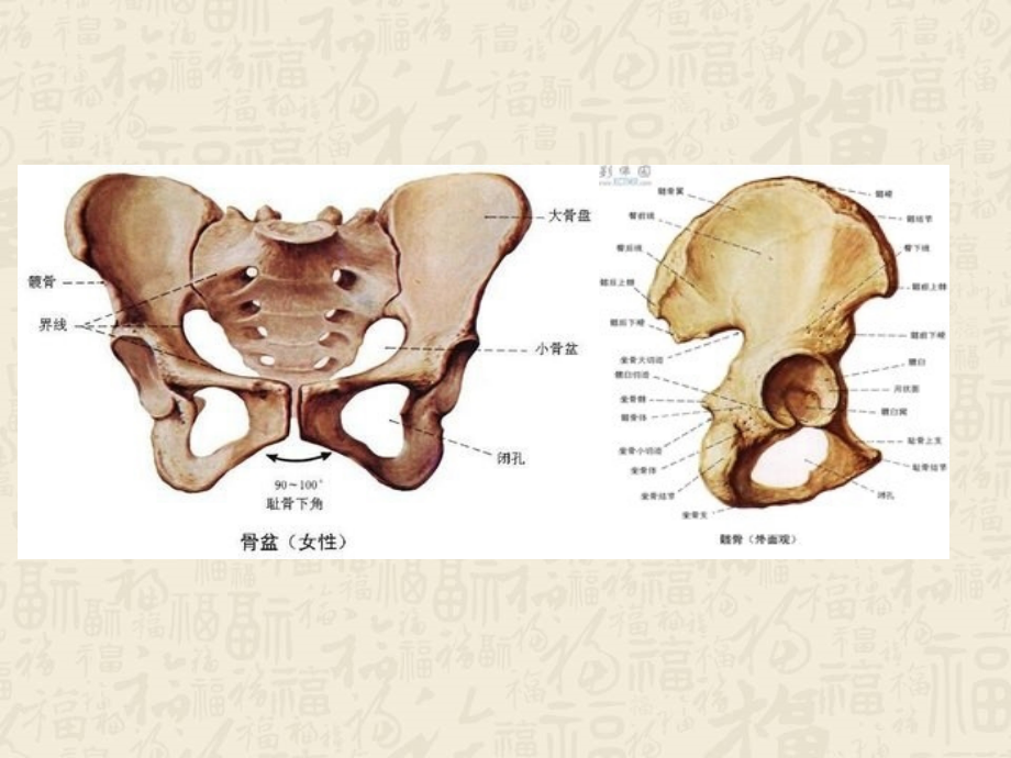 医学坐骨神经解剖PPT.ppt_第2页