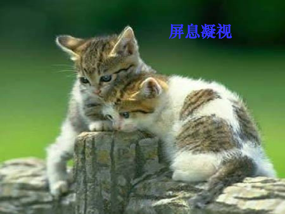 《猫》老舍..ppt_第2页