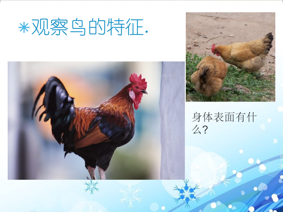 《它们都是鸟》.pptx_第2页