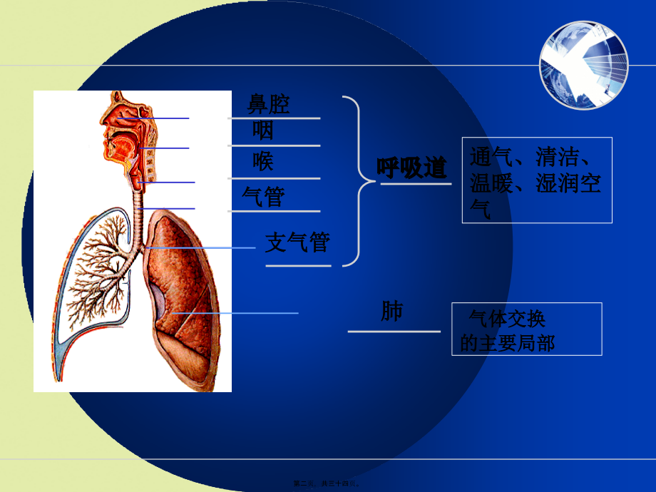 呼吸系统相关知识要点.pptx_第2页