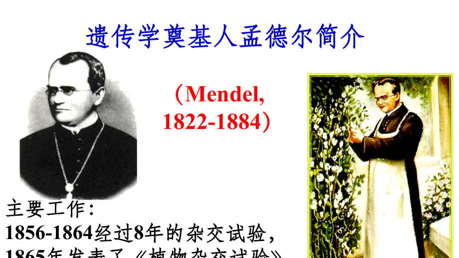 人教版高中生物必修二第一章第节《孟德尔的豌豆实验》优秀课件.ppt_第2页