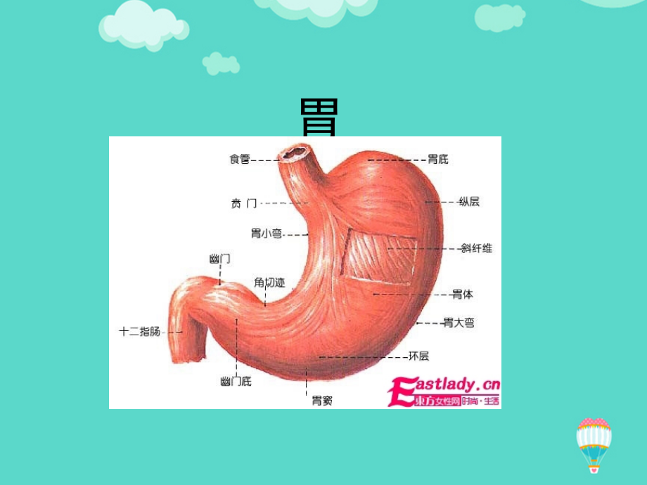 内镜下胃肠息肉切除术的护理文档.ppt_第2页