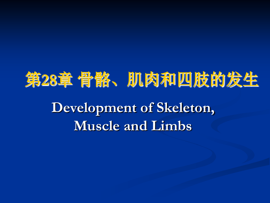 28-骨骼、肌肉和四肢的发生.ppt_第1页