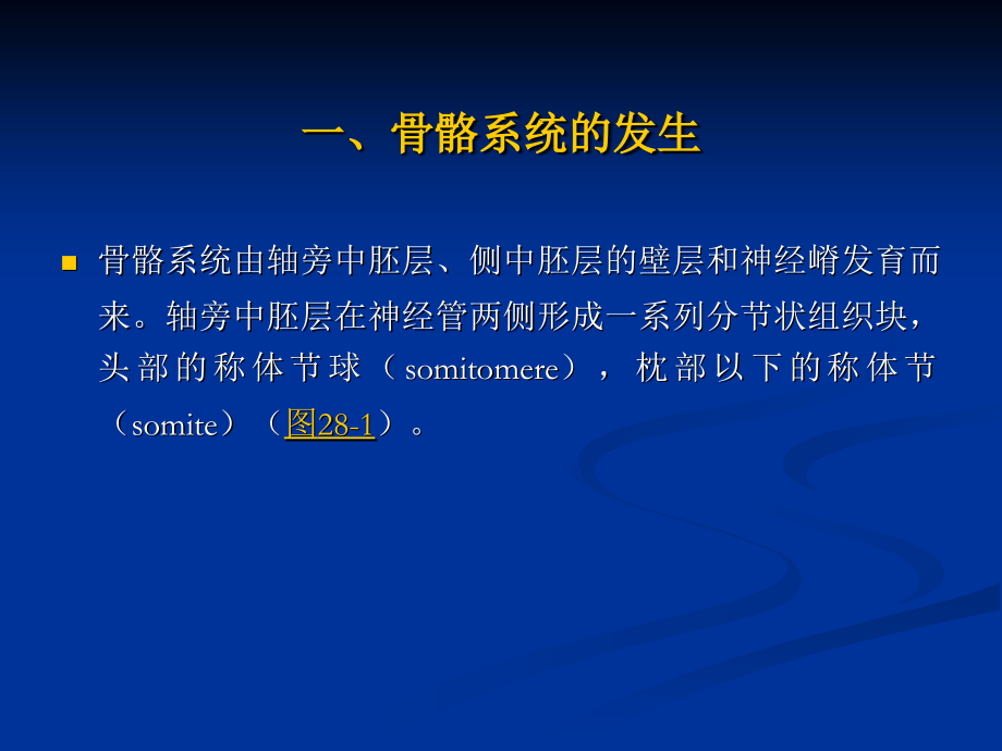 28-骨骼、肌肉和四肢的发生.ppt_第2页