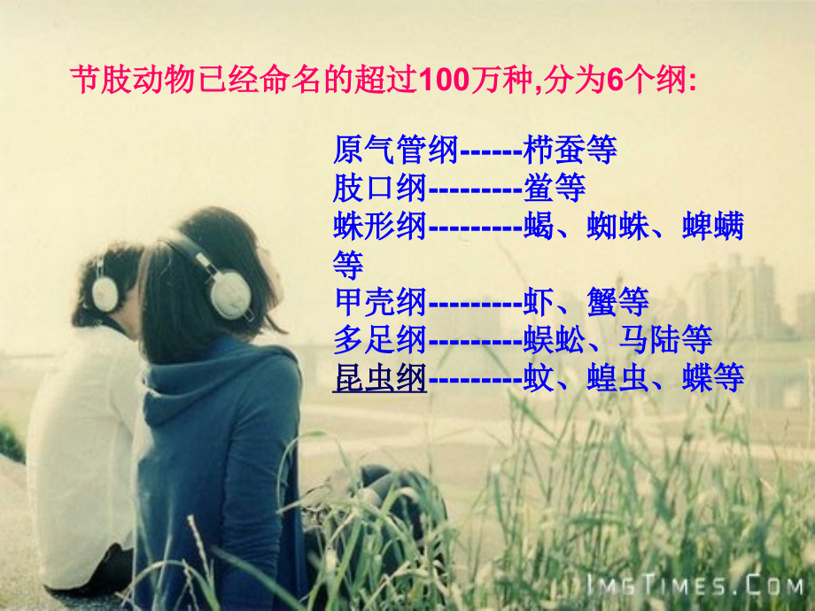 节肢动物 昆虫纲.ppt_第2页