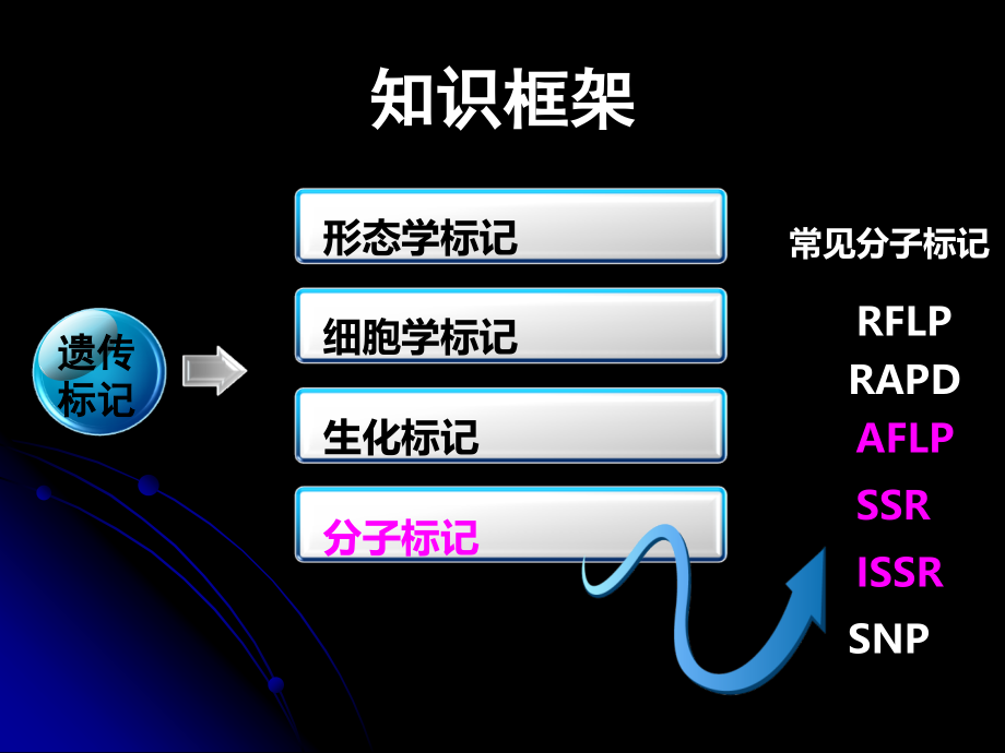 常用分子标记技术原理及应用.ppt_第2页