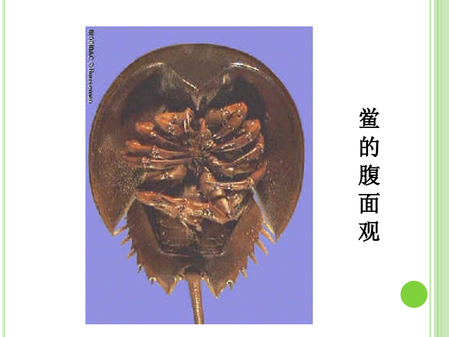 节肢动物(2).ppt_第1页