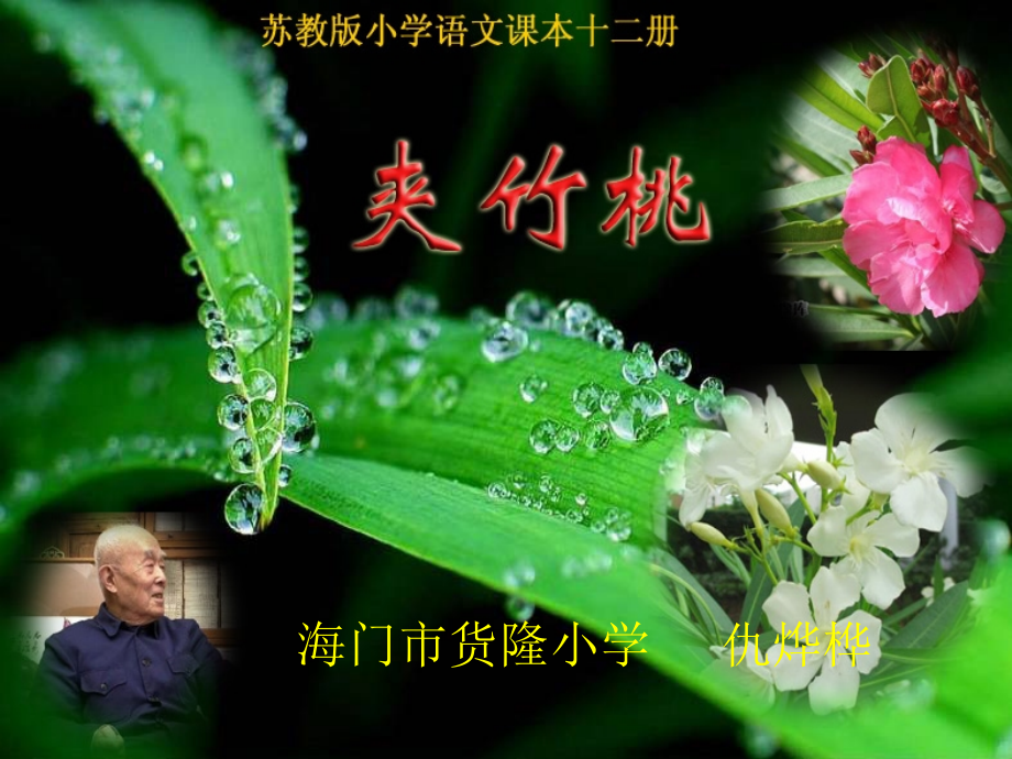 夹竹桃(定稿).ppt_第1页