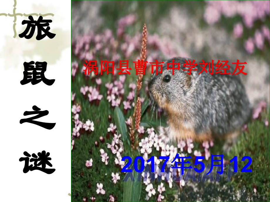 《旅鼠之谜》ppt.pptx_第1页