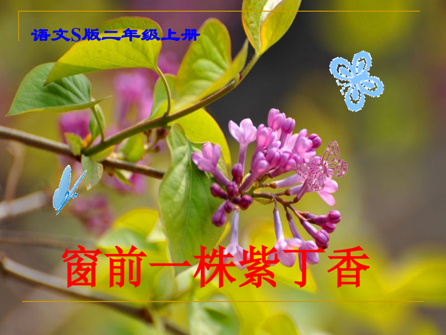 《窗前一株紫丁香》课件(语文S版二年级语文上册课件)-确定.ppt_第1页