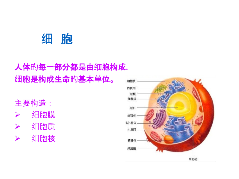 美容皮肤.ppt_第2页