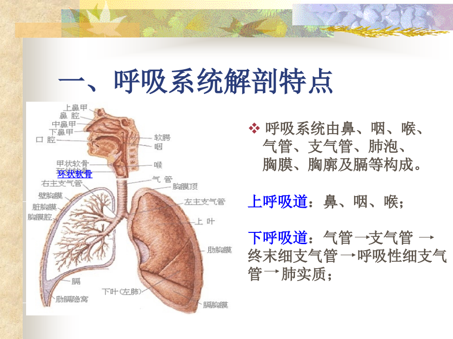 呼吸系统疾病常见症状体征的医疗护理.pptx_第2页
