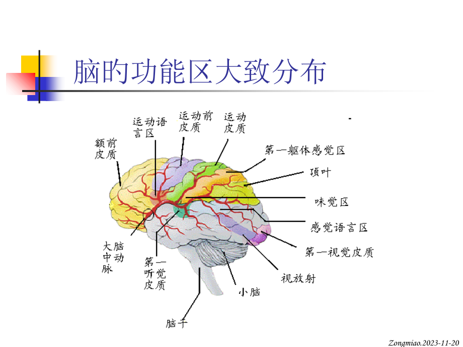 新版脑磁共振局部解剖和功能图谱.ppt_第2页