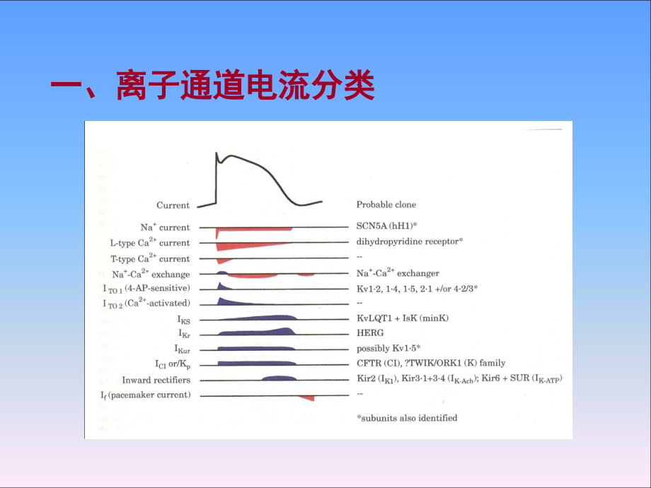 离子通道电流专题宣讲.ppt_第2页