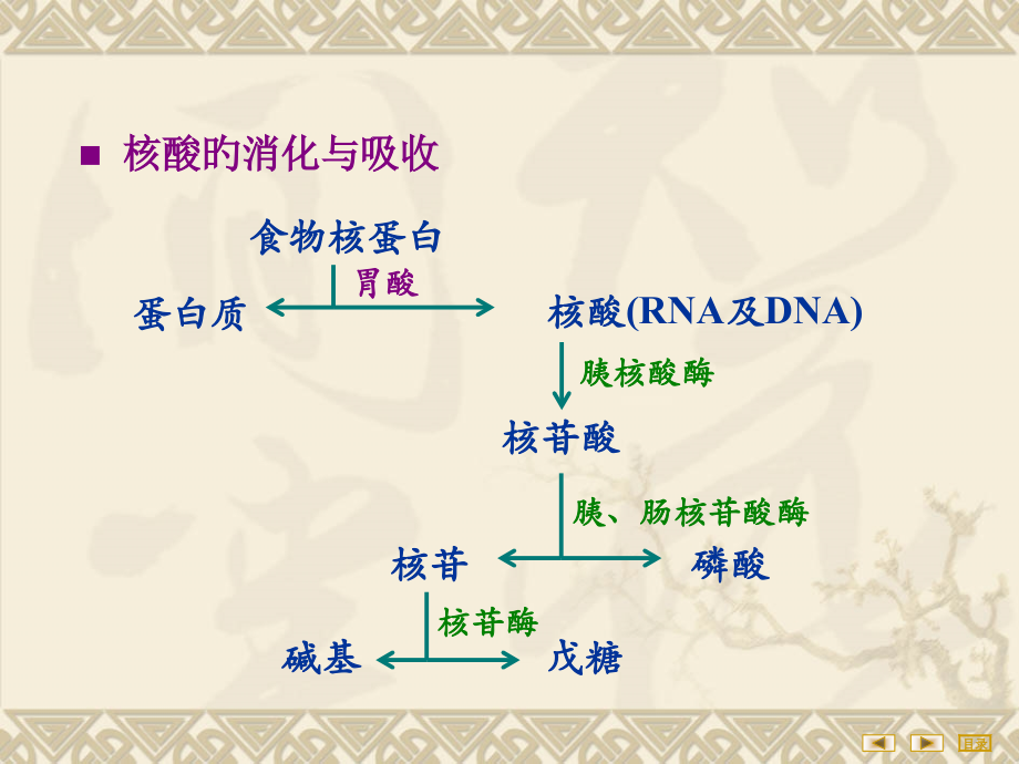 核苷酸代谢新版专题知识.pptx_第2页