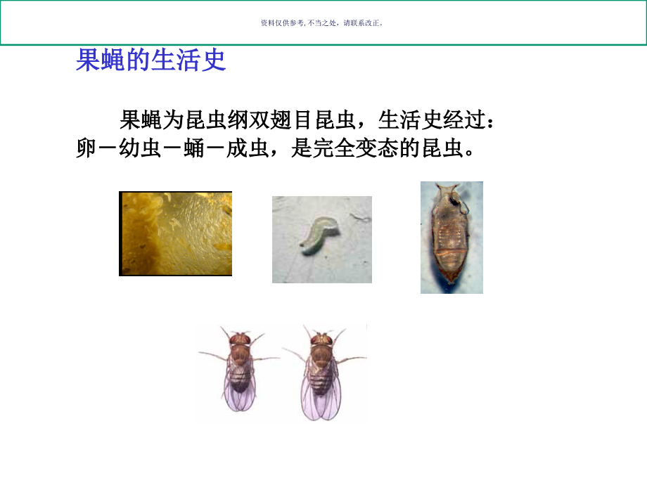 果蝇的性状观察雌雄鉴别和饲养方法.ppt_第2页