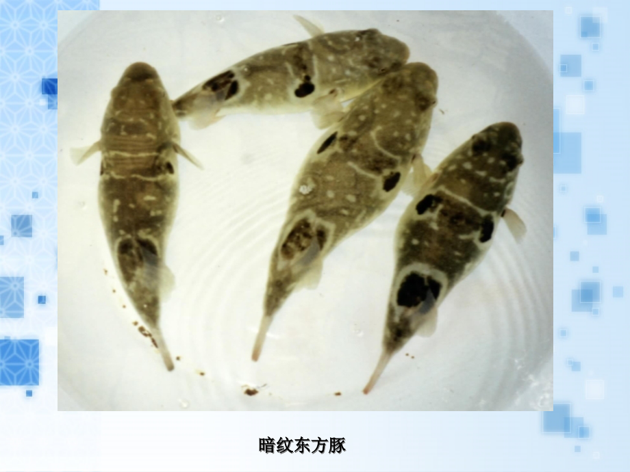河豚毒素雪卡毒素贝类毒素麻痹性贝类毒素腹泻性贝类毒素.pptx_第2页