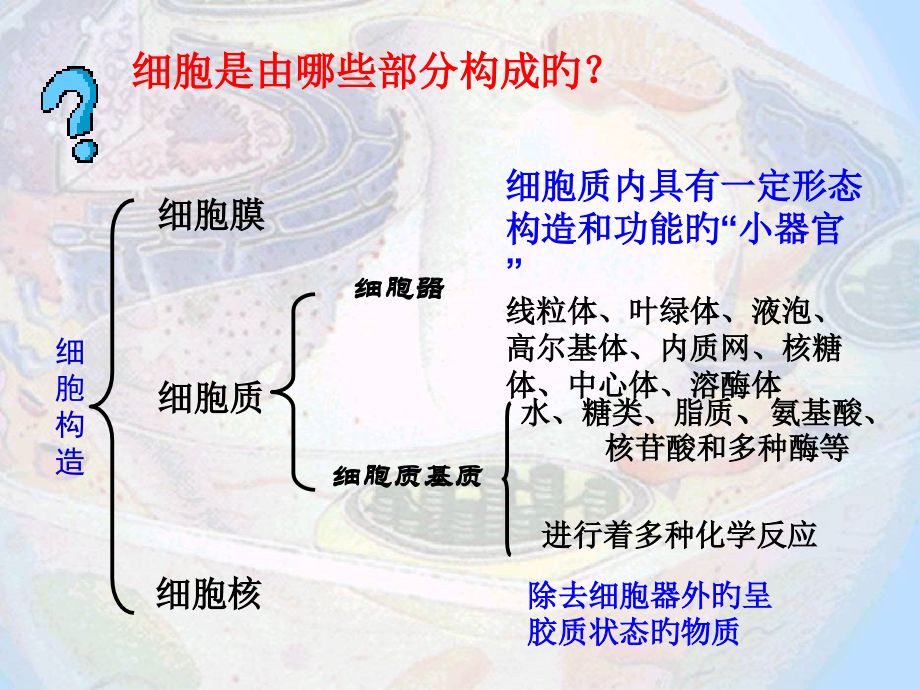 新版细胞器系统内的分工合作.ppt_第2页