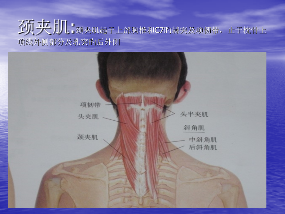 头颈部肌肉.ppt_第2页
