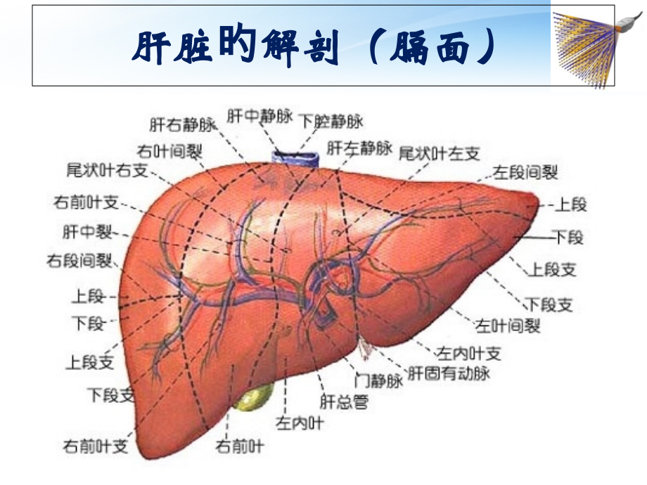 肝脏超声诊疗.pptx_第2页