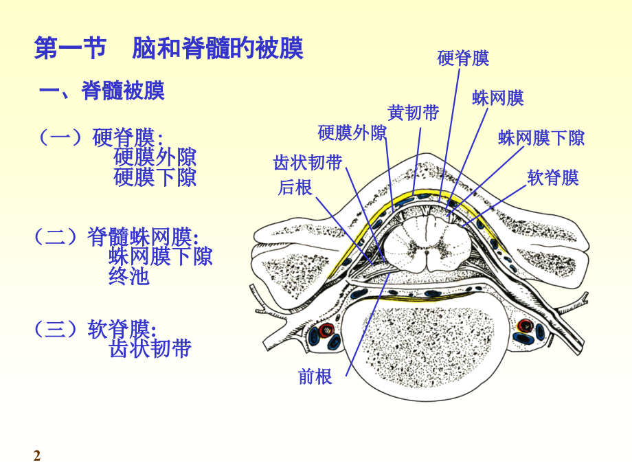 脑和脊髓的被膜血管和脑脊液循环.ppt_第2页