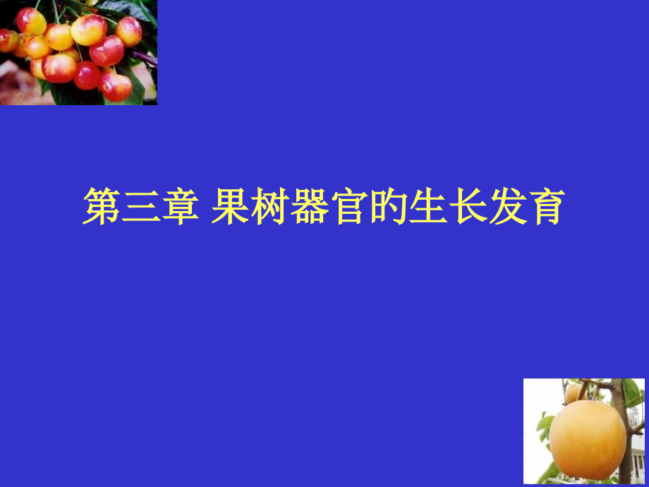 果树器官的生长发育.pptx_第1页