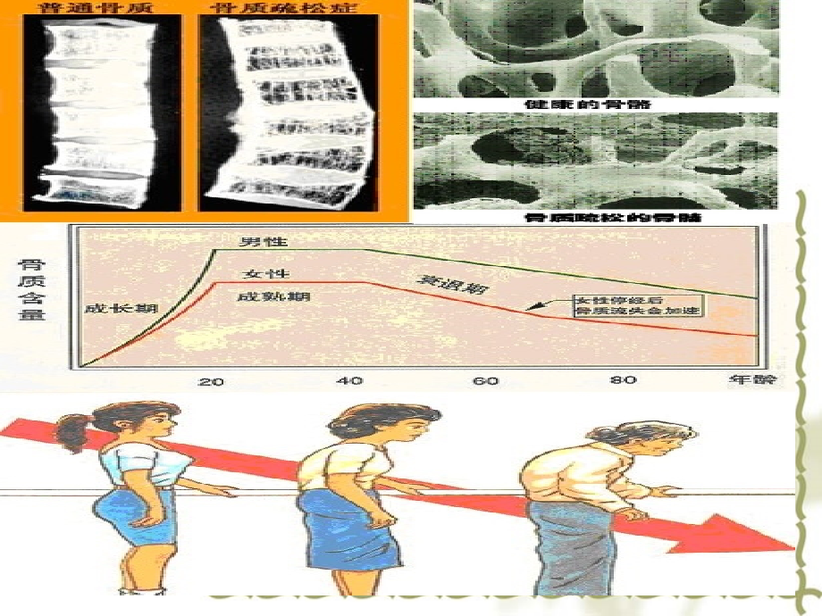 矿物质营养知识讲义.ppt_第2页