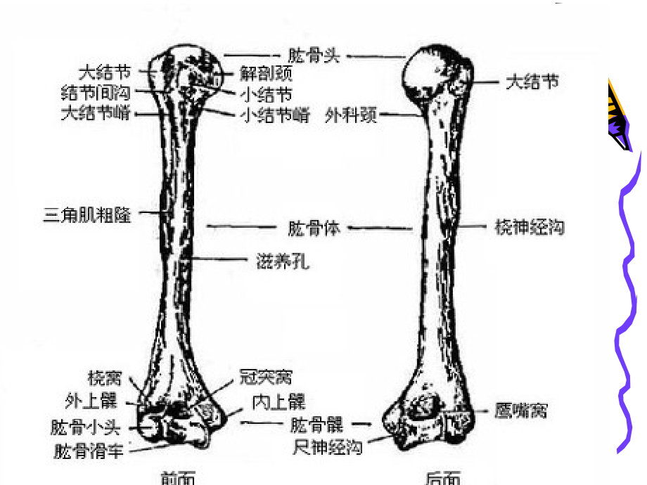 肱骨骨折医学知识专题讲座.pptx_第2页