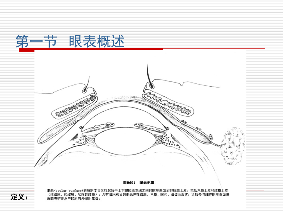 眼表疾病医学知识专题讲座.pptx_第2页