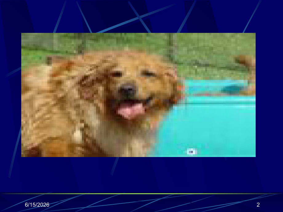 狂犬病专题知识讲座.ppt_第2页
