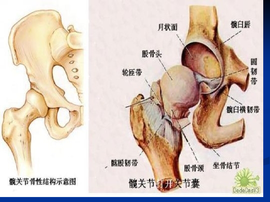 髋关节专业知识.ppt_第2页
