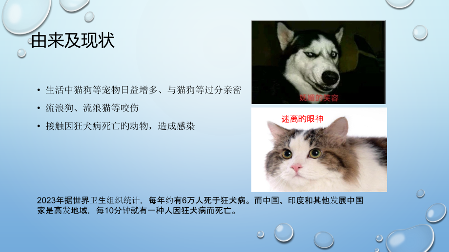 狂犬病预防宣传.pptx_第2页