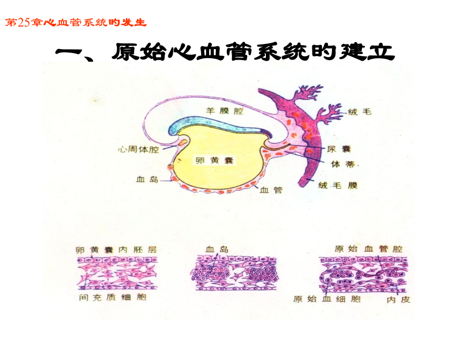 心血管系统的发生医学知识.ppt_第2页