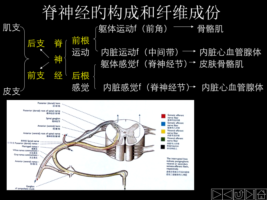 脊神经支配资料.pptx_第2页