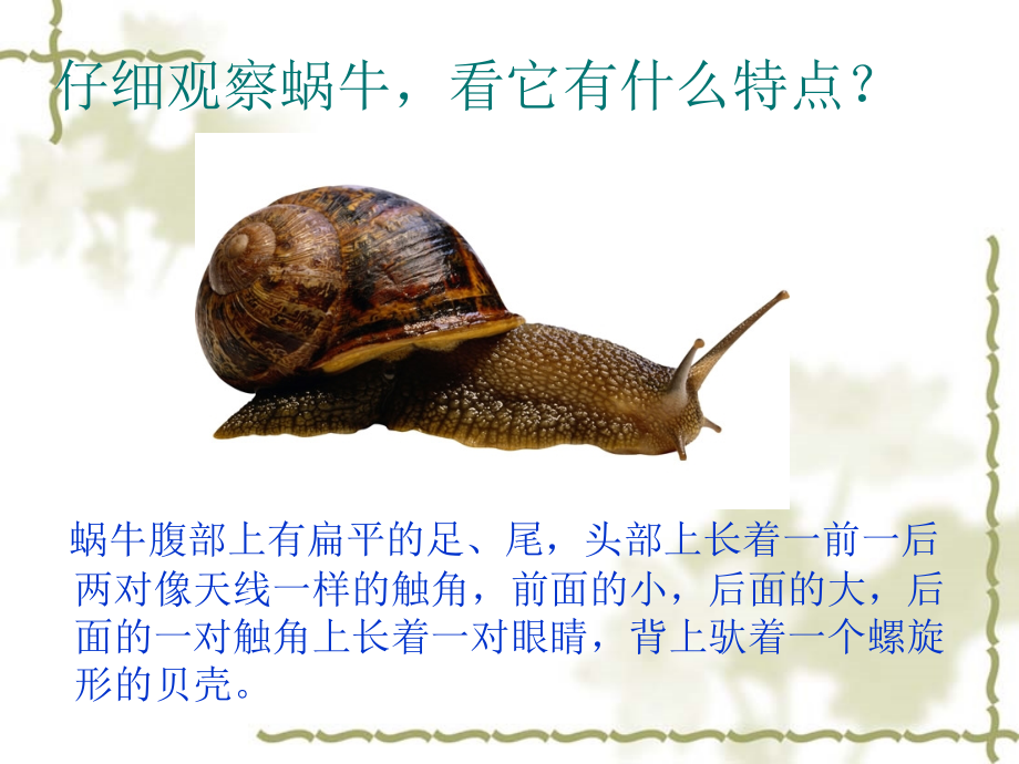 校园里的小动物简介课件PPT.ppt_第2页