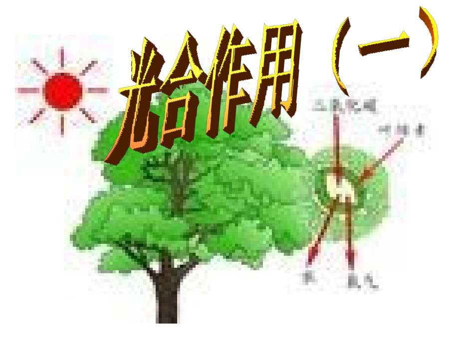 光合作用(一)柳条生长之谜.ppt_第1页