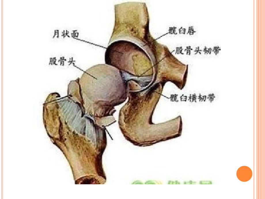 髋关节彩超检查.pptx_第2页
