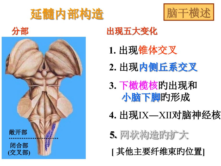 神经解剖之脑干横述.pptx_第1页