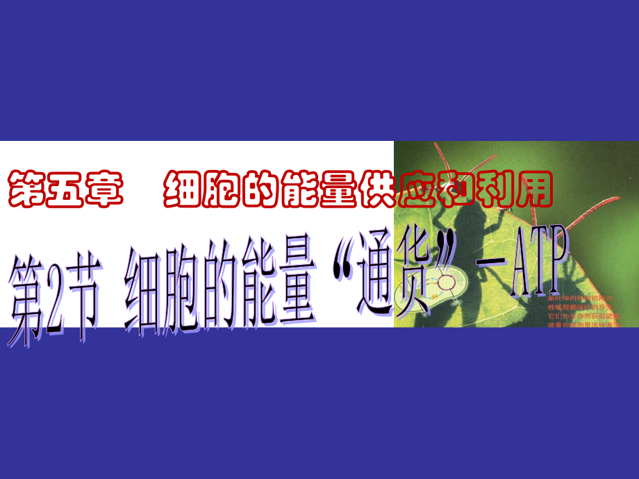 第五章第2细胞的能量“通货”—ATP_8208.pptx_第1页