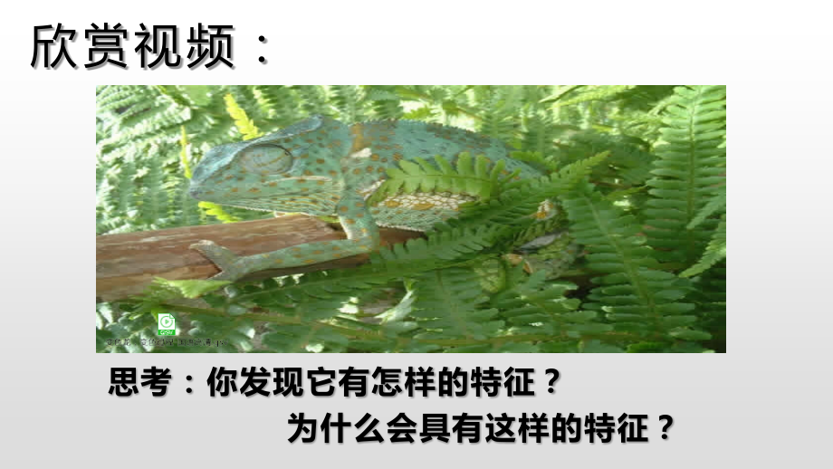 《变色龙》公开课课件.pptx_第1页