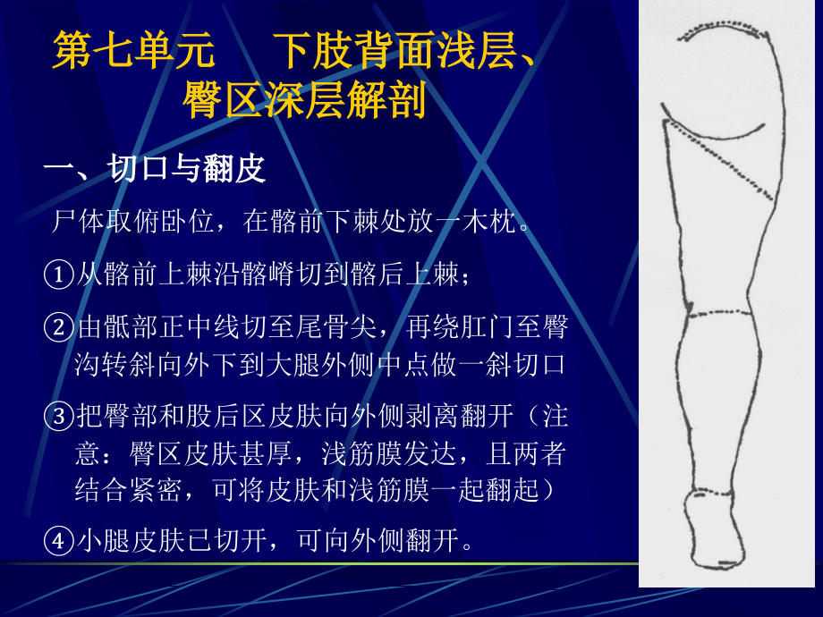 下肢后面浅层臀.pptx_第1页