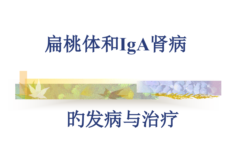 扁桃体和IgA肾病.pptx_第1页